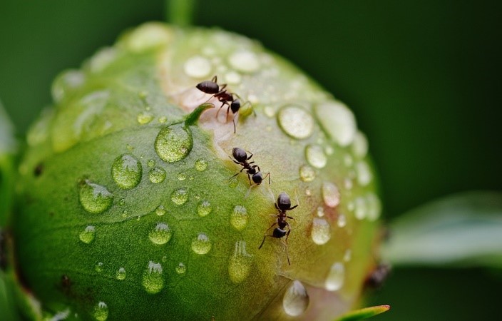Klik på billedet og læs om naturtur i projektet "Kan myrer spises?"